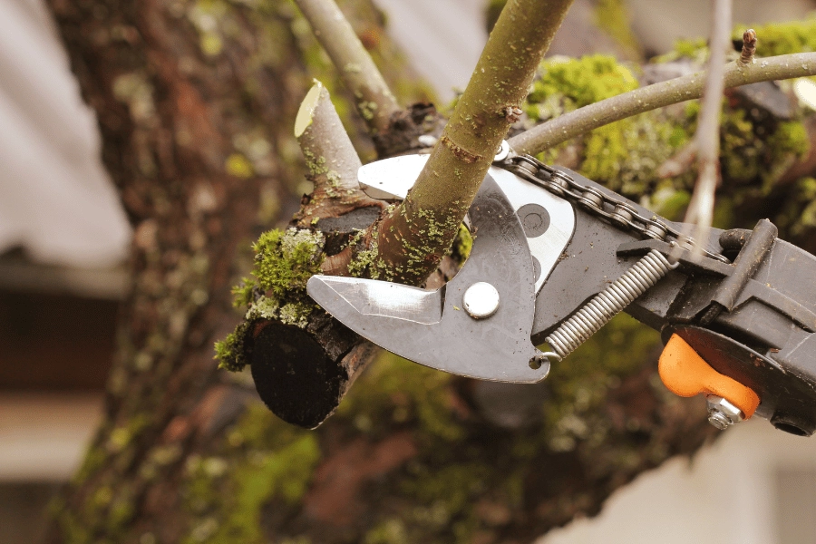 trimming tree and cutting off branches outside 